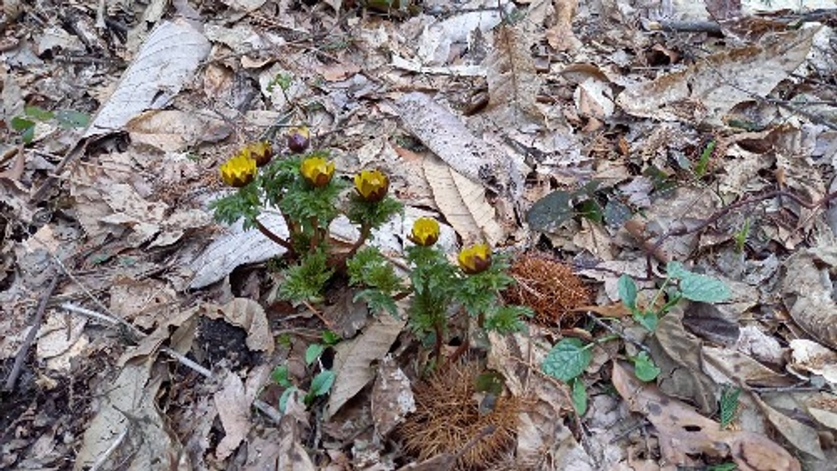 もうすぐ春です