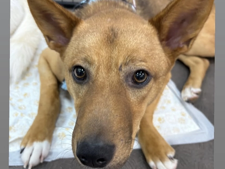 ページ訪問者600人を超えました。レーベンっ子達のリラックスした表情