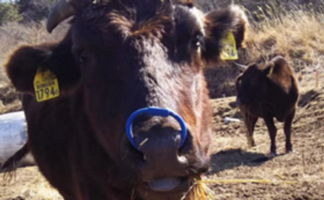 お礼状＋もーもー動画