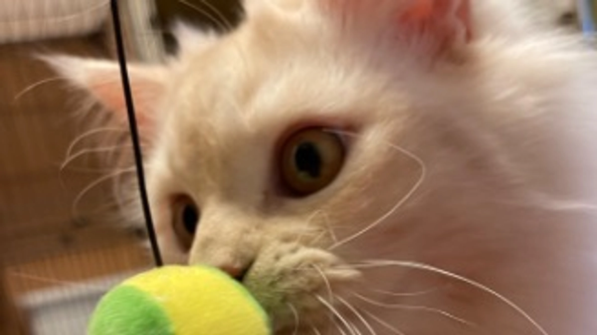 感謝いたします🥹