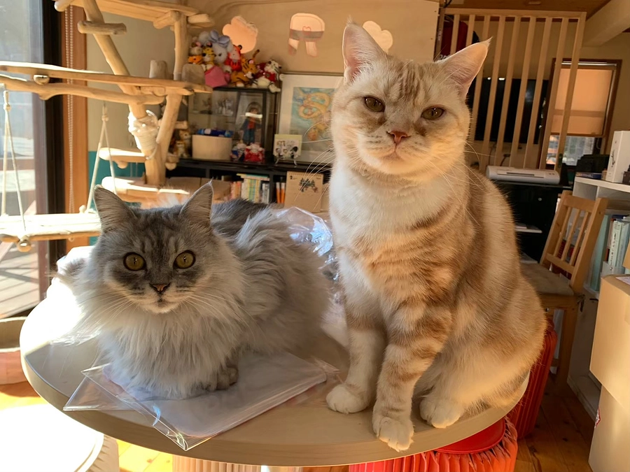 新しい猫カフェの看板イメージ！どちらがいいですか？ご支援者もあと1人で200人に！