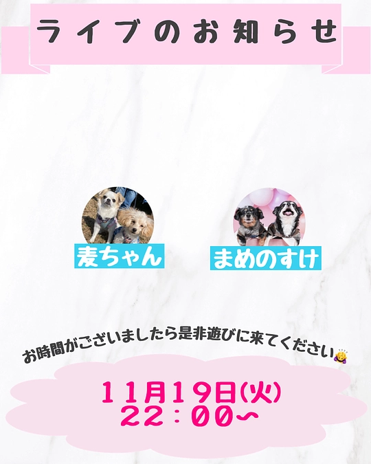 本日ライブします