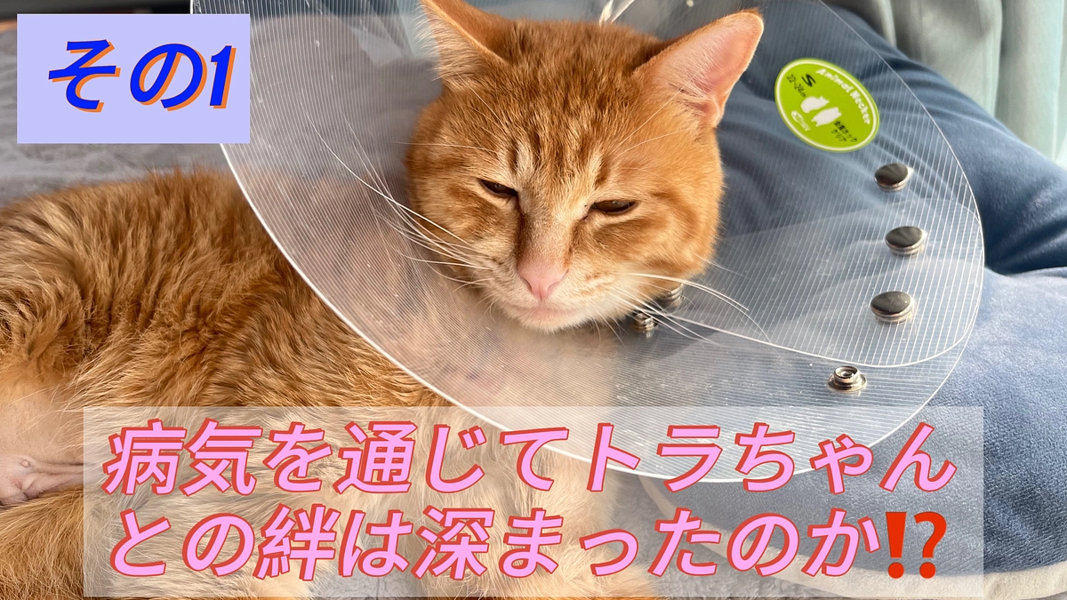 トラちゃんとの絆は深まったのか⁉️  それとも下僕街道まっしぐら⁉️