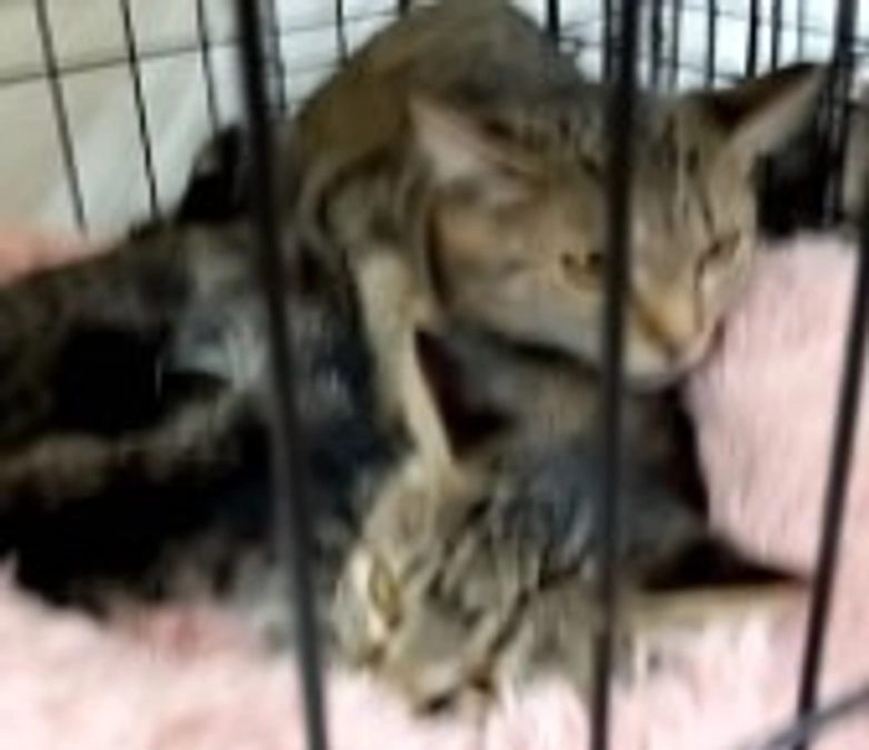 譲渡会に参加しました　次回11月17日　@メガドンキ成東店　