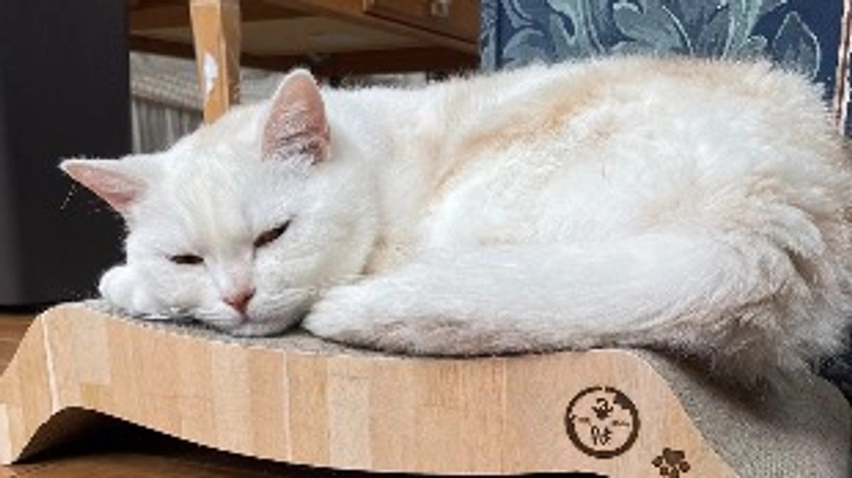 膀胱炎になってしまいました😿