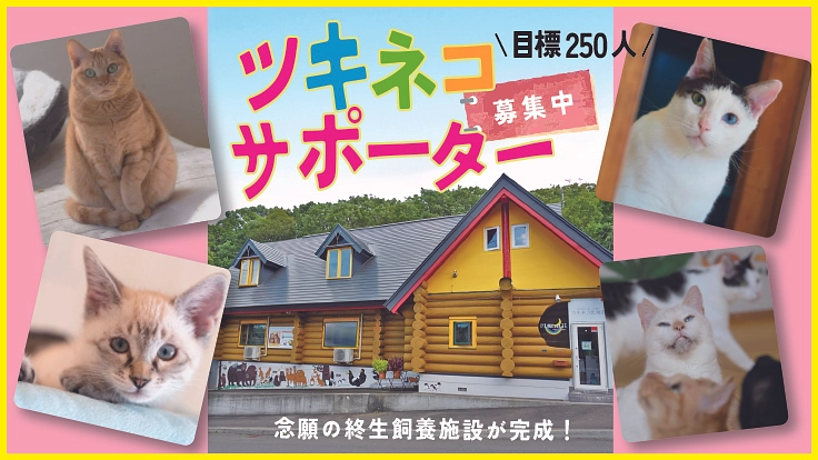 1匹でも多くの猫を救い新しい飼い主に繋げる為に|ツキネコサポーター