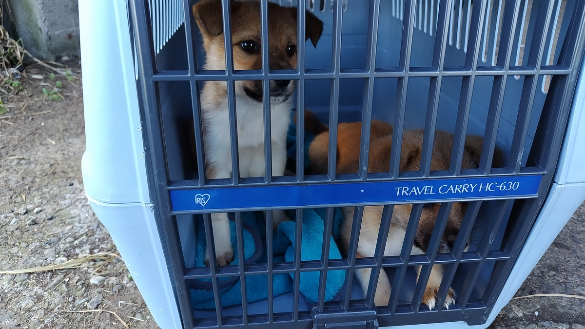 続々と譲渡が決まりました！