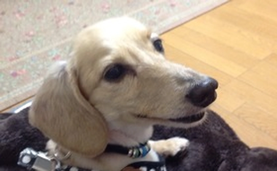 【介護を必要とする犬の4輪歩行器】　感謝のお手紙・活動報告レポート・4輪歩行器購入割引チケット