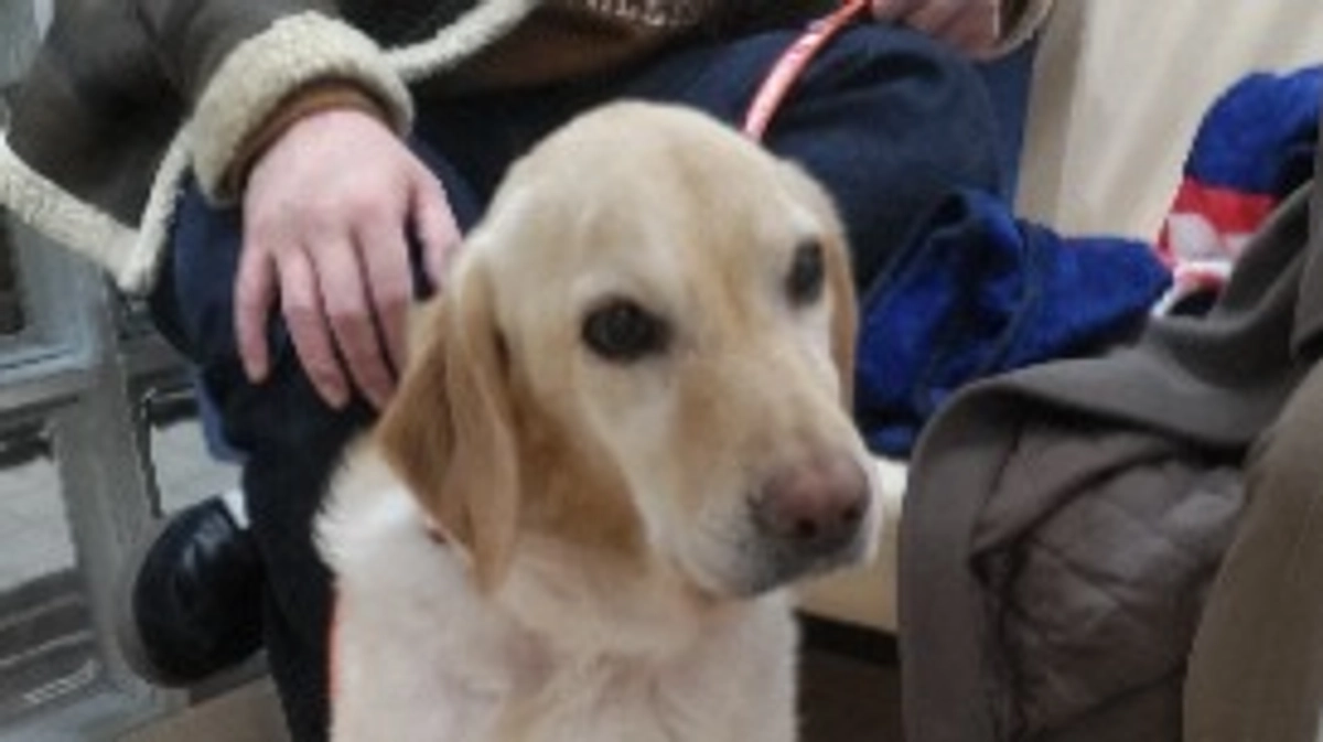 ベイリーが虹の橋に向かいました