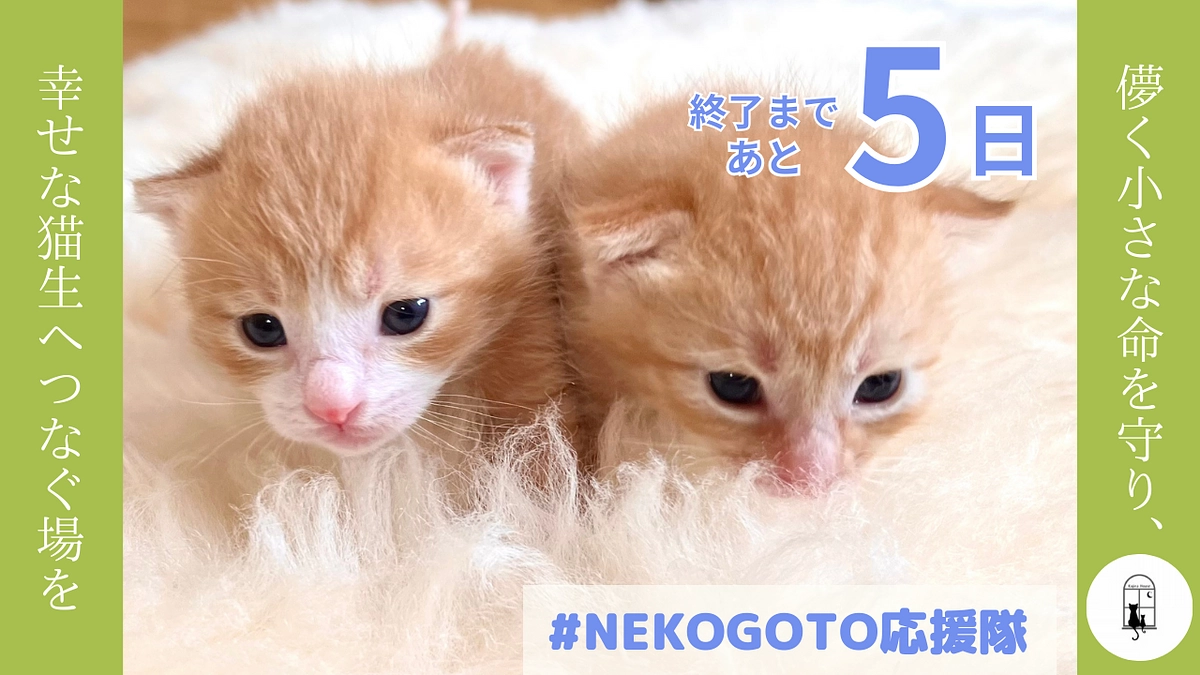 あと5日！素敵な応援メッセージのご紹介