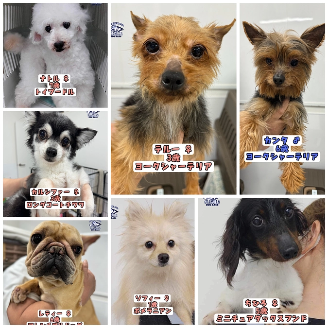 繁殖引退犬のレスキュー