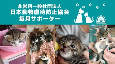 非営利一般社団法人日本動物虐待防止協会【 毎月サポーター】 のトップ画像