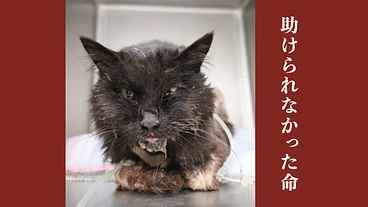 決して投げ出さない。シェルターの猫たちの命を守り続けるために のトップ画像
