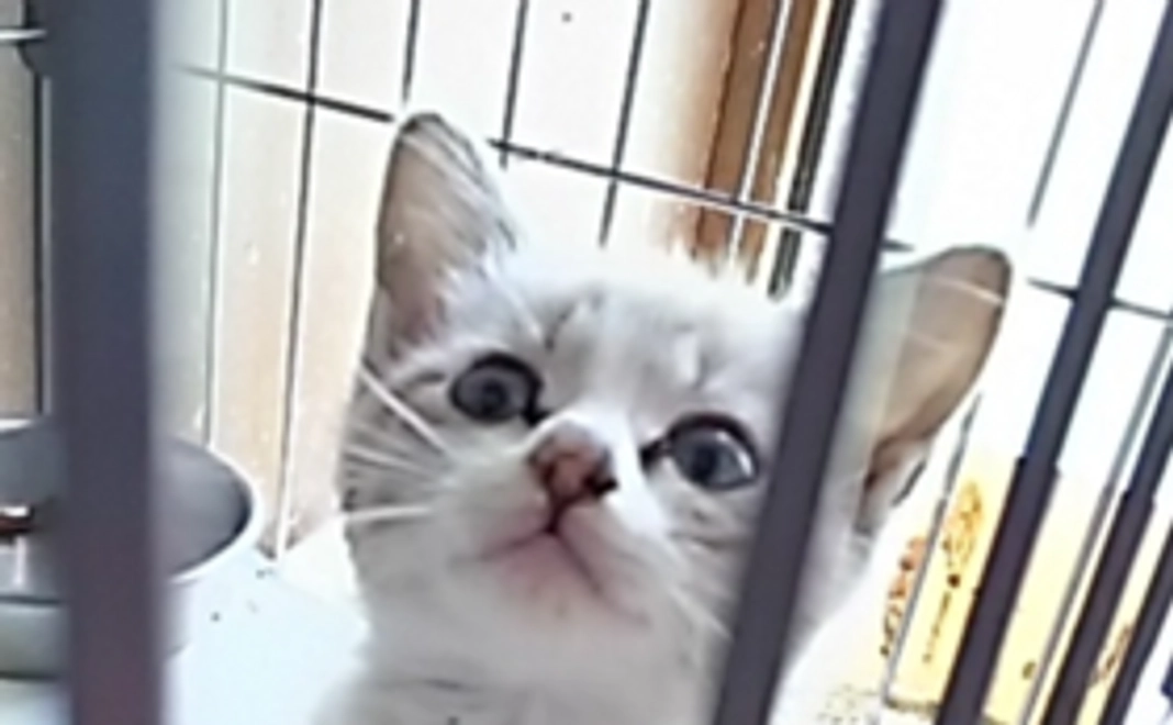 犬猫たちへの応援お気持ちコース