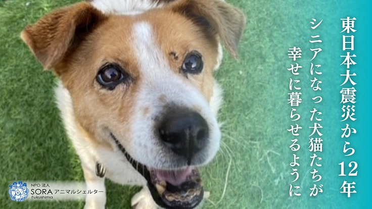 笑顔があふれるシェルターへ、犬猫の命をつなぐ保護施設を継続させたい