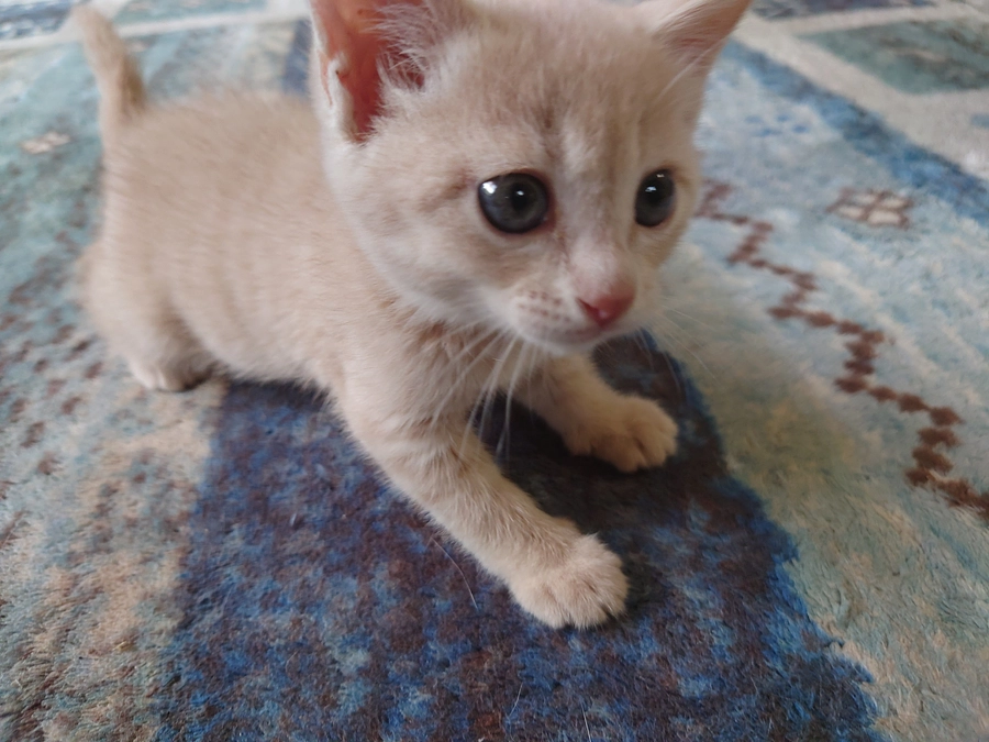 離乳できました