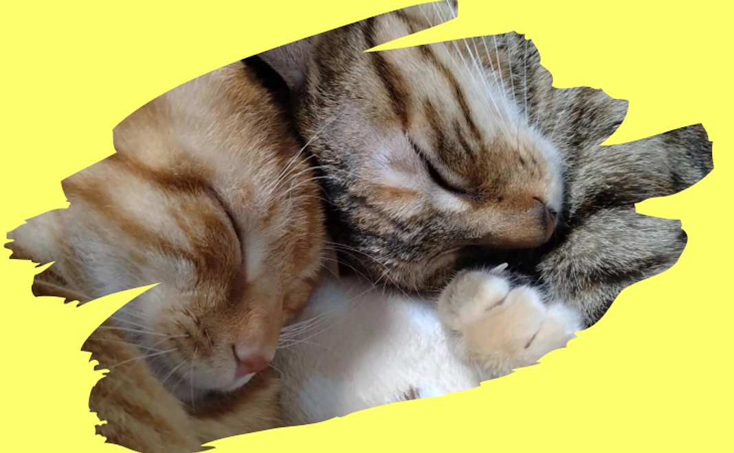 【リターン不要な方向け】アニすま応援コース|1万円