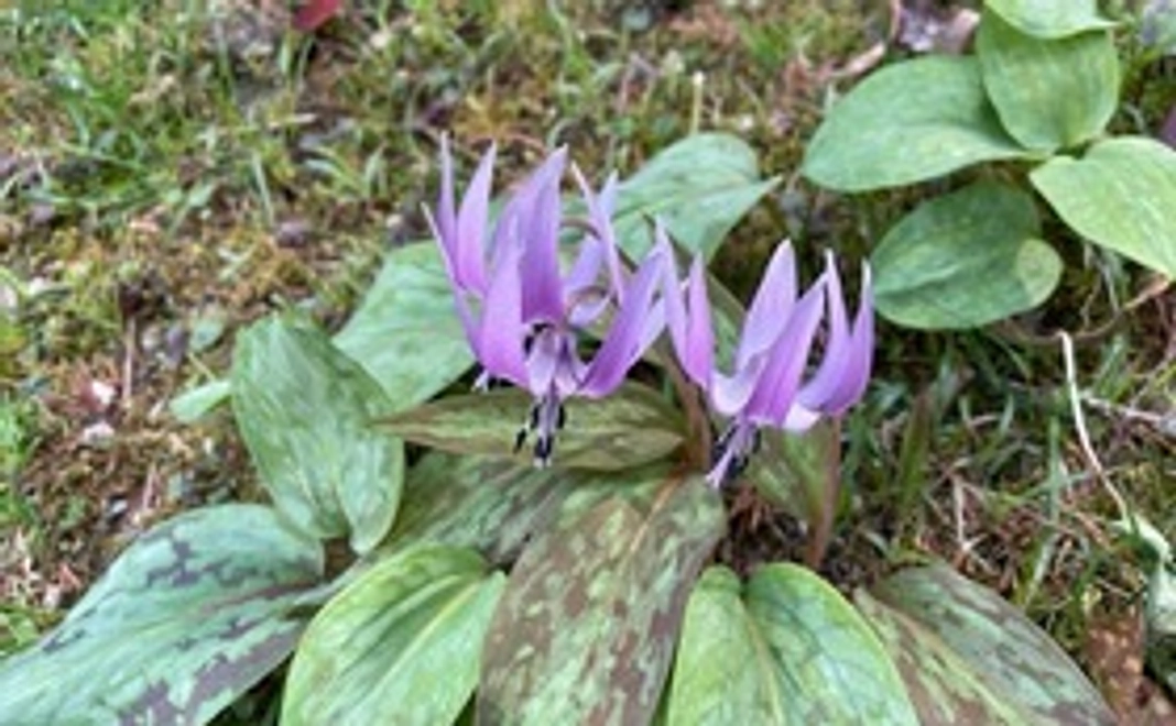 【森】感謝のお手紙