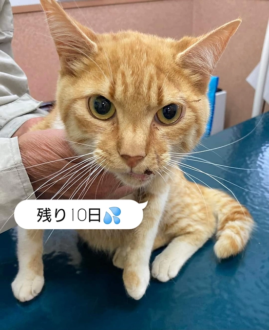 【残り10日】保護猫たちのその後〜モリくん〜