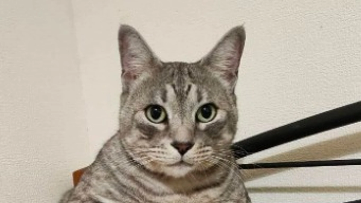 代理支援について