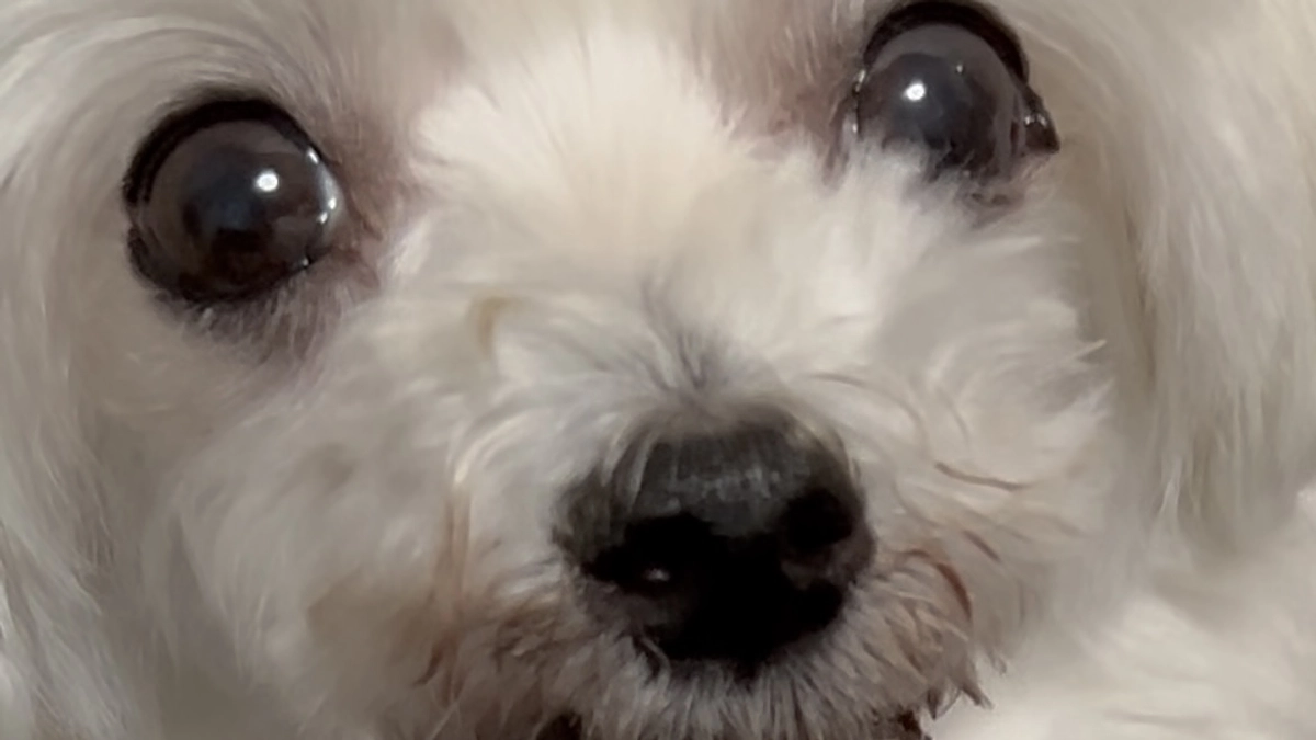 今日は震えが落ち着いています。