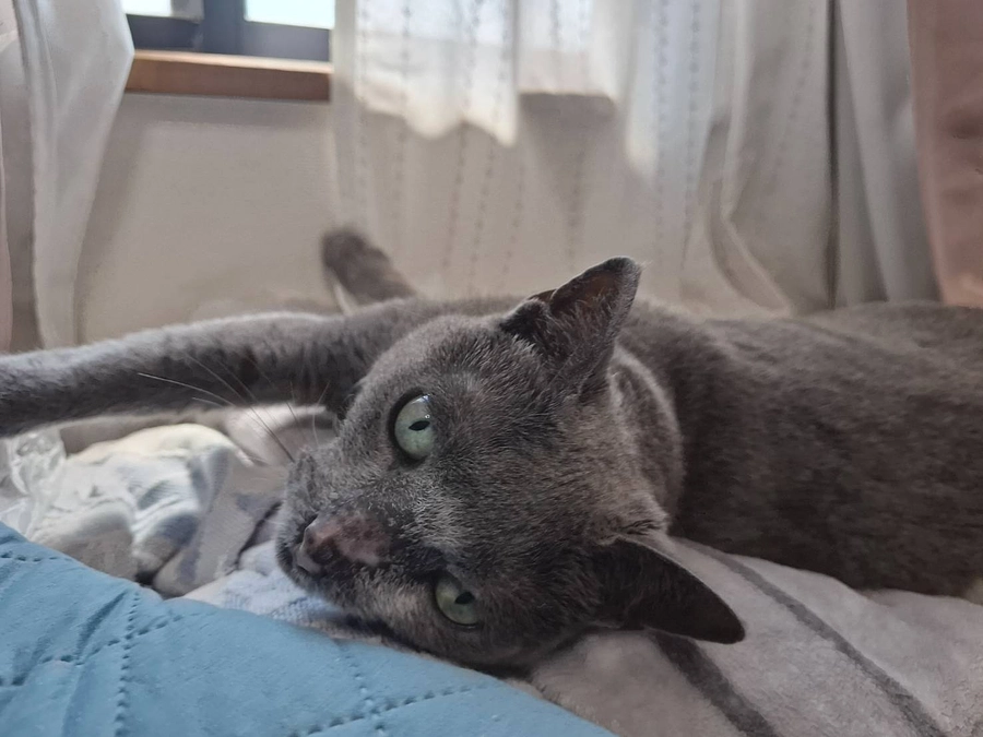 我が家の猫たち