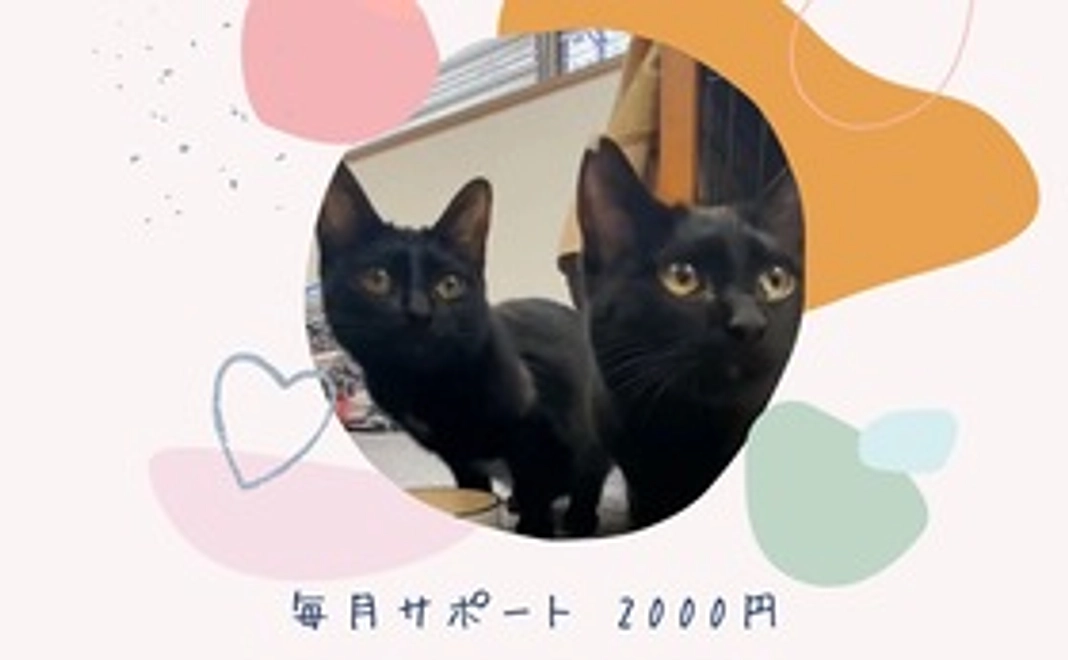 毎月サポート　2000円
