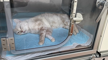 拡張型心筋症、てんかん発作の猫(キキ)を助けてください のトップ画像