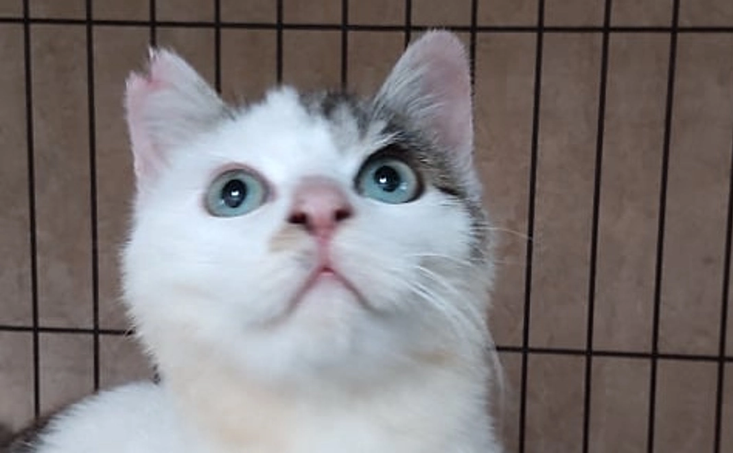 【1匹の野良猫さんの不妊手術費用になります！】