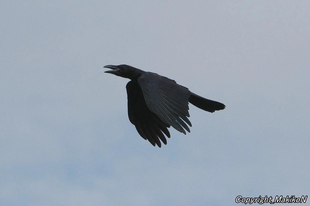 退院して療養中です