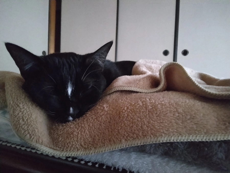 2/28はなちゃんの様子(発作あり)