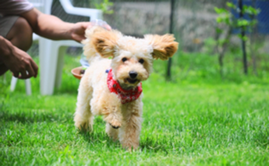 【フレンズサポーター】ドッグラン利用チケットを事前購入で雨天施設を実現！