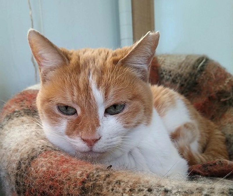 在籍猫紹介【コイちゃん】