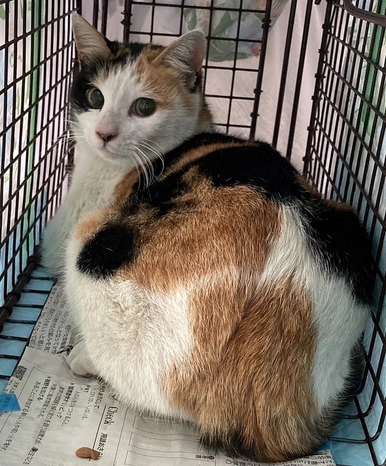 TNRの相談があり、捕獲しました。