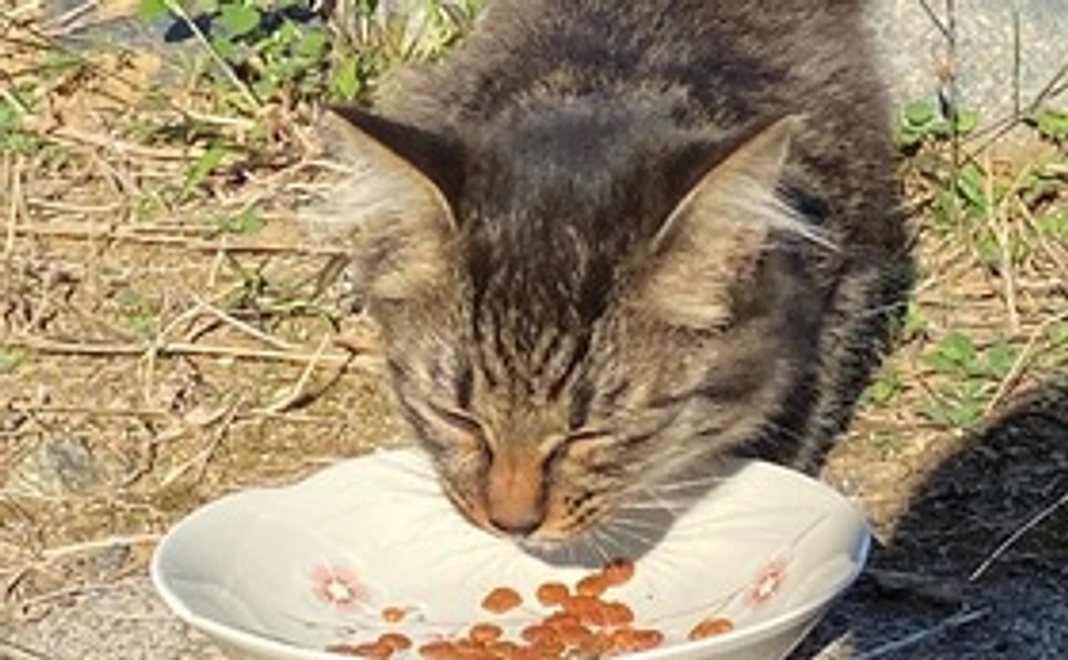 クロを探し出すためご協力ください！