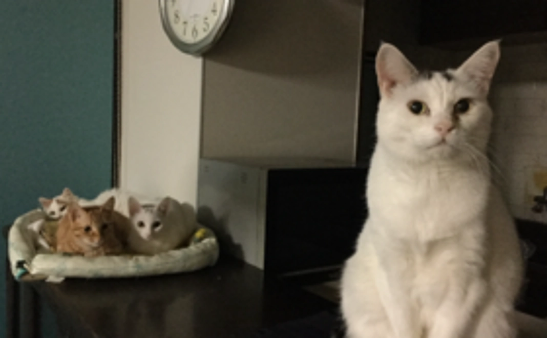 5千円：応援コース