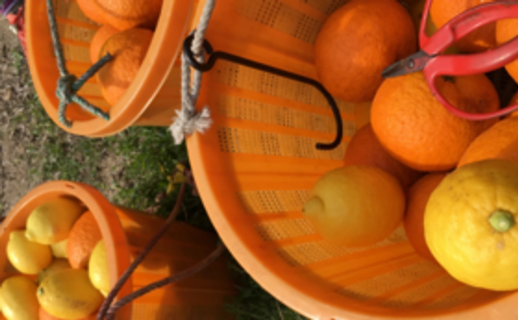 【オススメ】柑橘収穫体験（1名分）