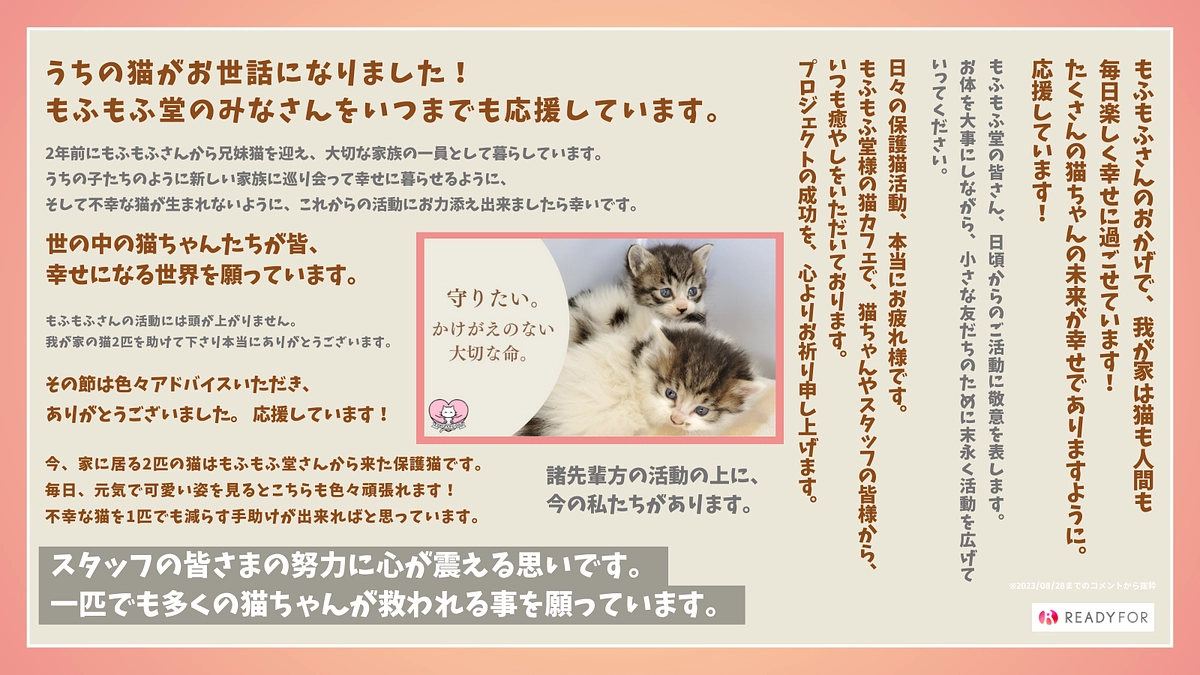 【残り3日！第二目標まで95万円】応援コメントを力に変えて、猫の不妊去勢手術を加速させます！