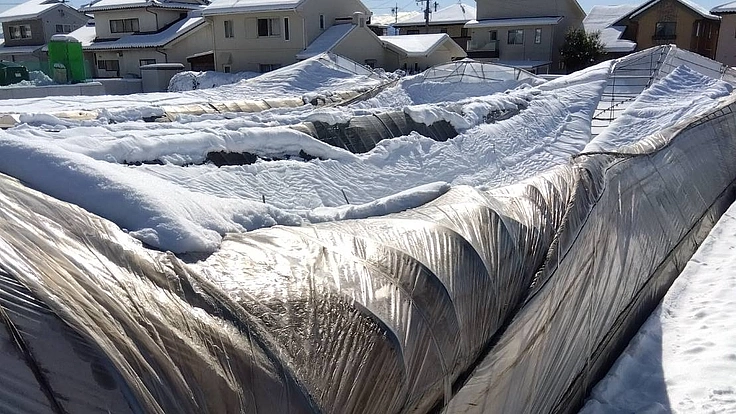 大澤菜園の復興を目指して｜大雪で倒壊したトマトハウスを再建したい！ 2枚目