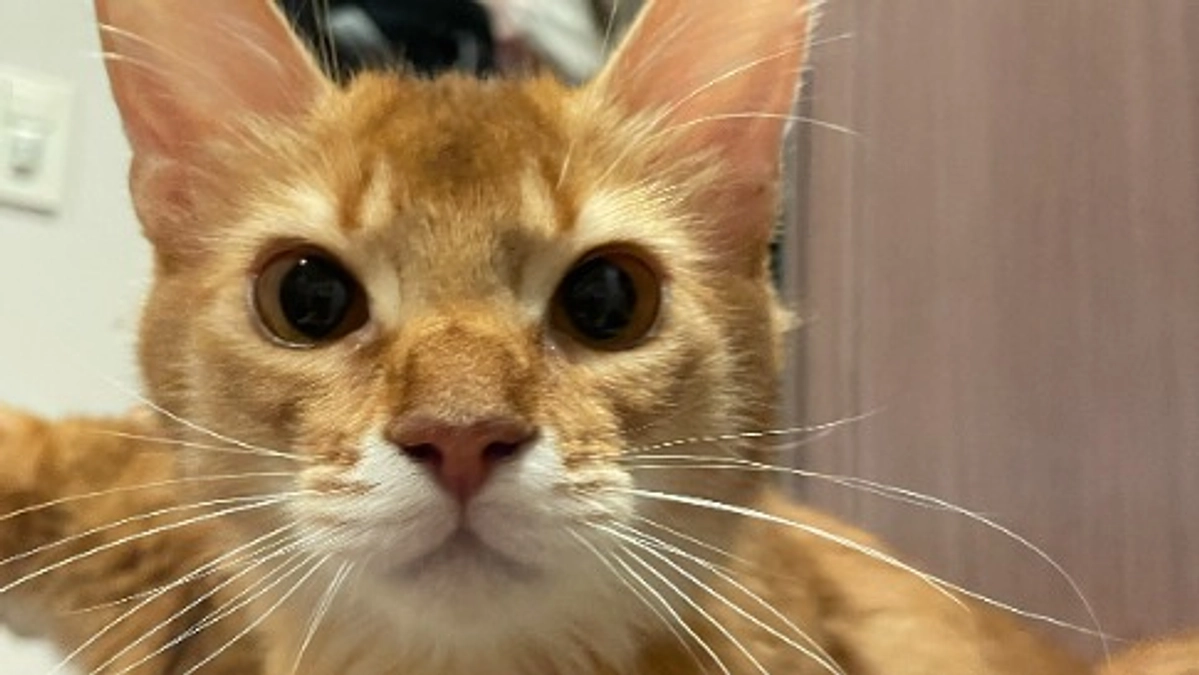 ★2023年11月29日：投薬71日目★