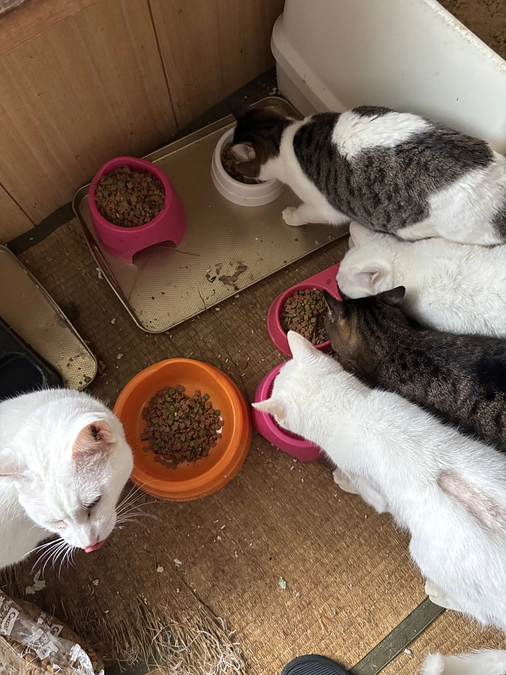 休日もお世話に行ってきました🐱🐶