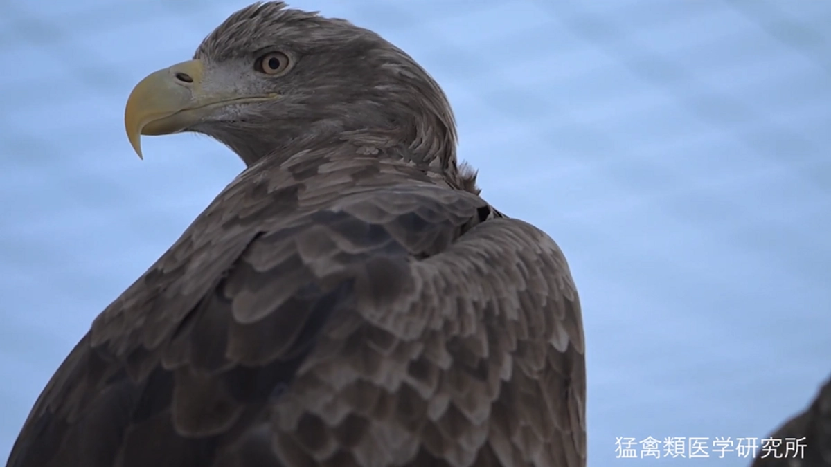 出戻ったオジロワシはまだ外の世界を見据えている