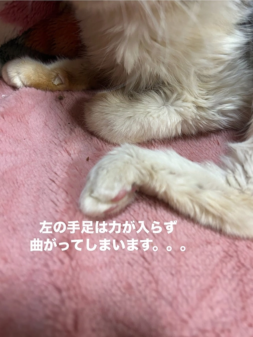 人も猫も病気は同じですね　超高齢猫さんが。。。