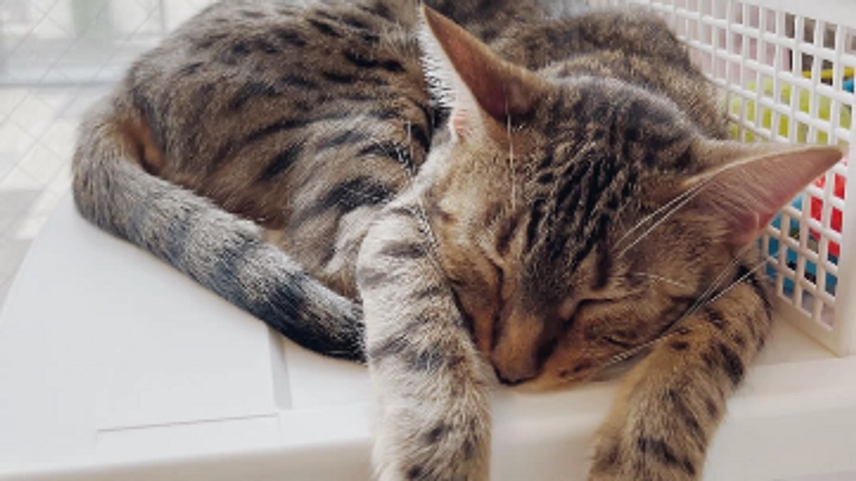アネラカフェ流山店の紹介です✨