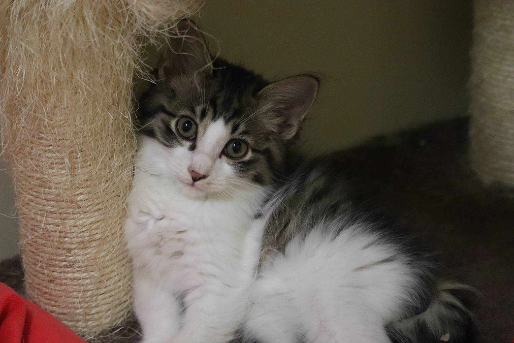 子猫4匹のウィルス検査とワクチン接種を行いました。