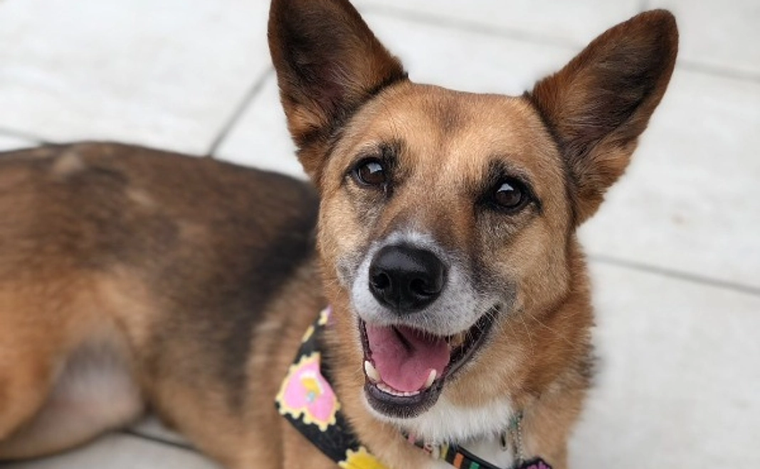 1万円|応援コース