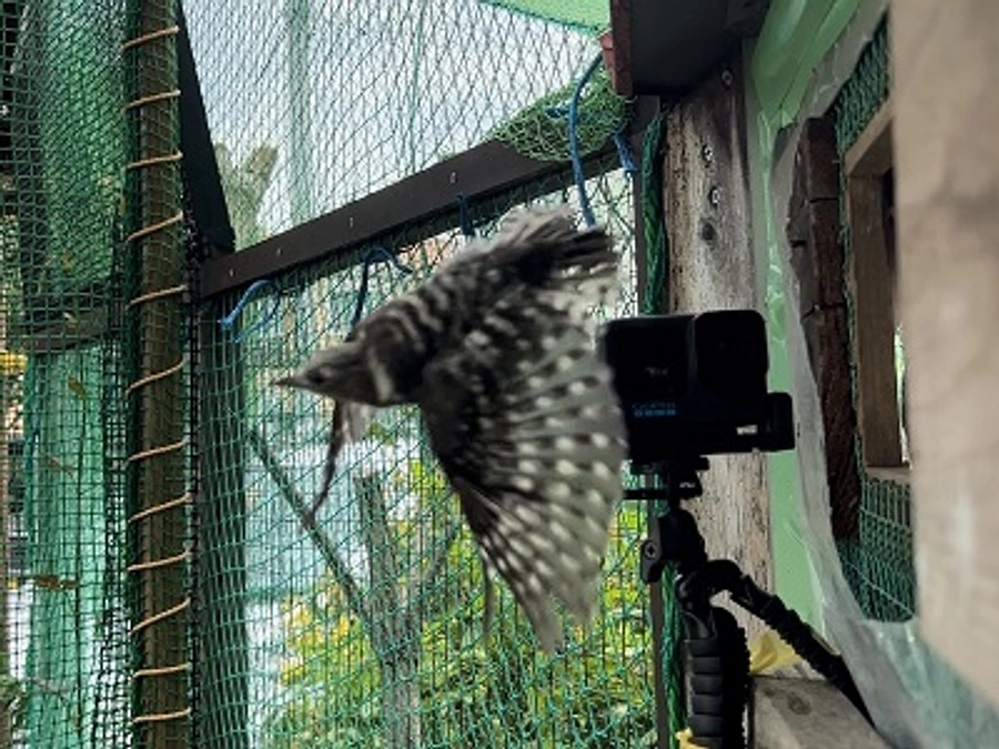 【リリース情報】脚弱のコゲラ、無事にリリース！ 限定の追加リターンも！