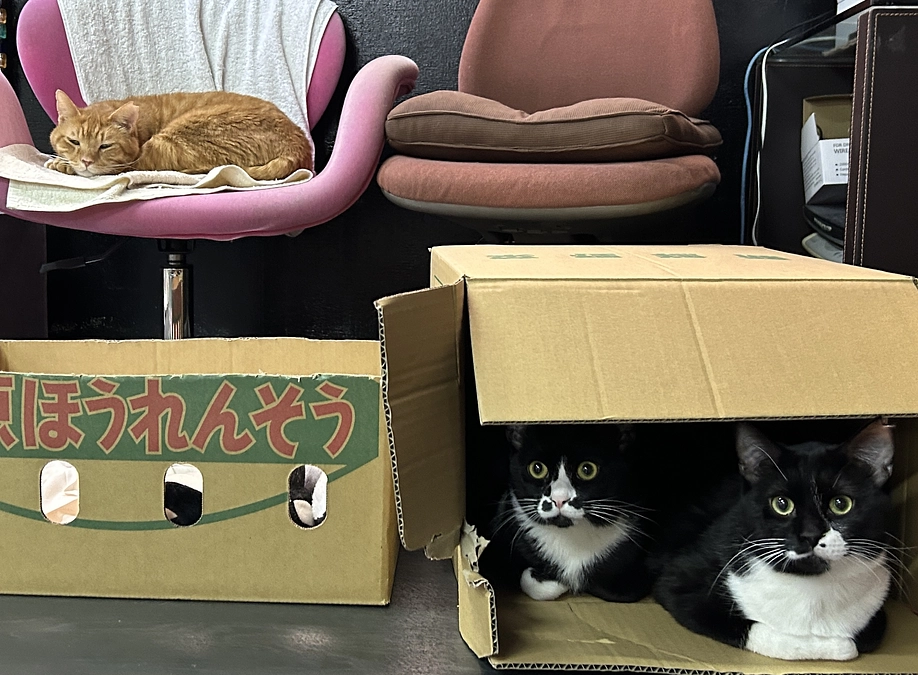 トラちゃんの蚊アレルギー