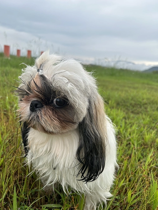 設置目標のエア式ドッグラン！