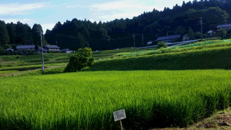 中山間地の農業を守りたい！～高校生が耕作者不在の水田に挑む～